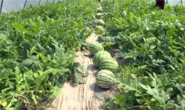 金乡最新大瓜爆料事件,揭秘惊人事件背后的真相